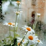 chị Maithy