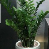 chị Bùi Mộng Xuân