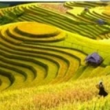 Thúy Điệp