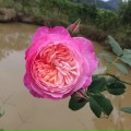 chị Mỹ Phúc