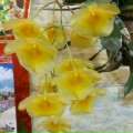 anh Bùi Xuân Vịnh