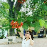 Hoat Dung