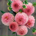 Đinh Thị Kim Hiếu